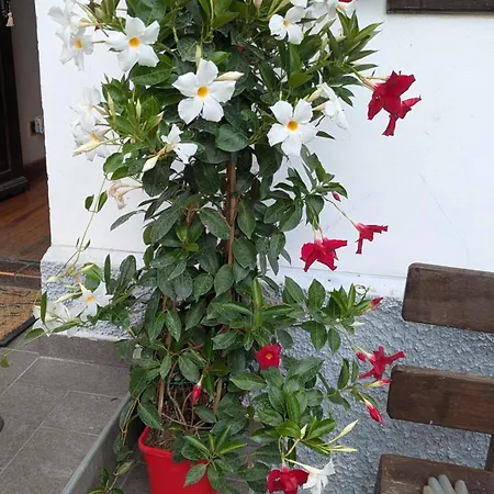 Il Giardino Dell'eden *