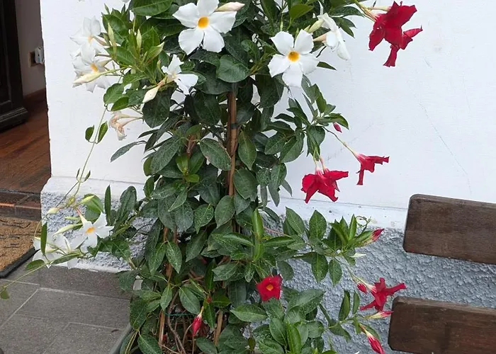 Il Giardino Dell'eden *